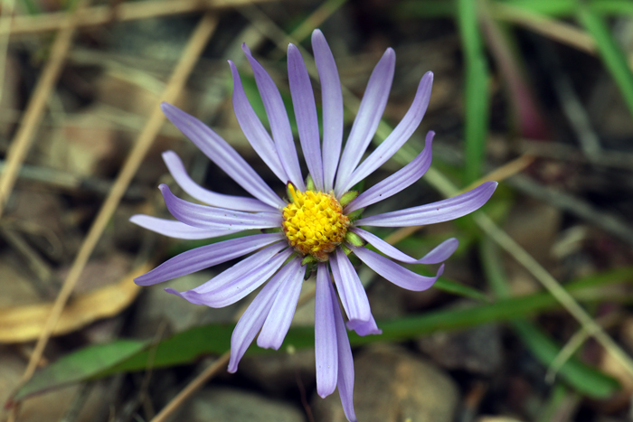 Alkali Marsh Aster has purple, lavender or whitish medium sized showy flowers with anywhere from 3 to 10 floral heads per plant. These daisy-type flowers are called radiate meaning they have both ray and disk florets included in the head. Almutaster pauciflorus